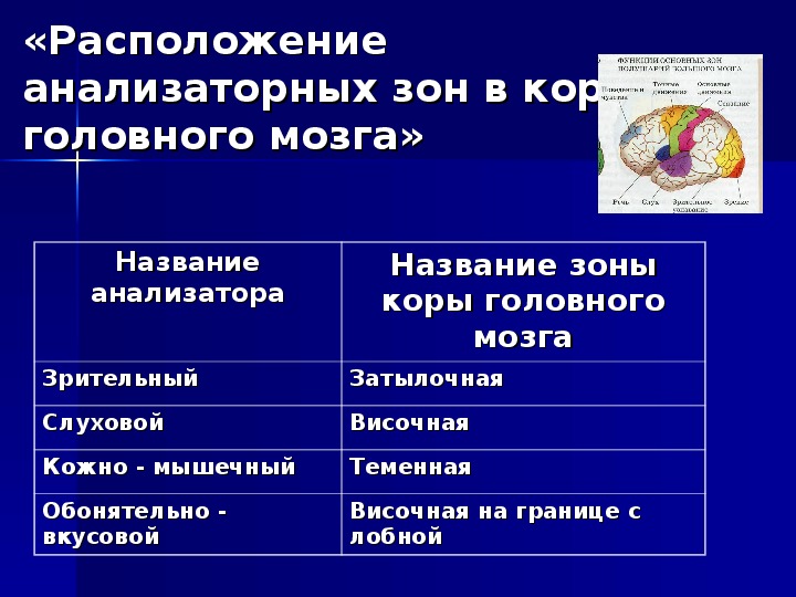 Презентация по биологии на тему анализаторы 8 класс