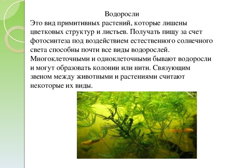 Вывод водорослей. Водоросли это. Эволюция растений водоросли. Водоросли форма растения. Эволюция растений презентация.