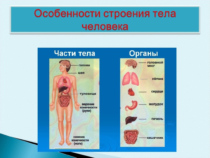 Презентация к конспекту урока биологии на тему: "Особенности строения  тела человека" 8 класс