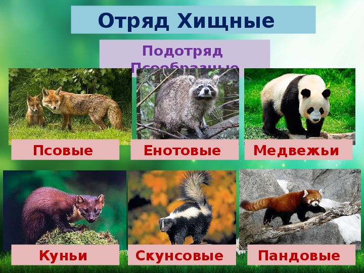 Введите верный ответ какие списки изображены на картинке млекопитающие в природе