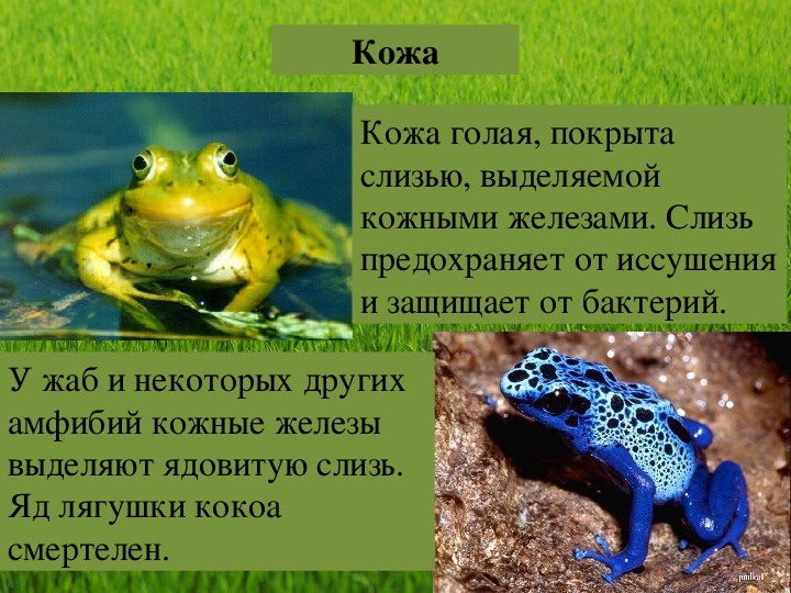 Приспособление лягушки к жизни. Земноводные организмы. Тело земноводных покрыто. Кожа земноводных покрыта. Класс земноводных или амфибий.