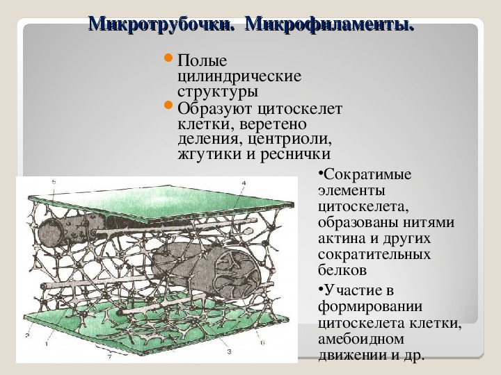 Цитоскелет рисунок. Микротрубочки образуют цитоскелет. Строение клетки микрофиламенты. Микротрубочки и микрофиламенты строение.