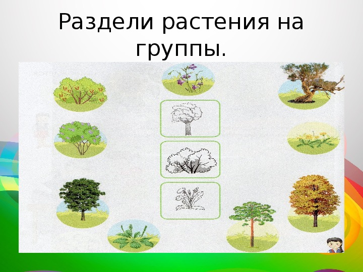 Три группы растений. Деление растений на группы. Разделить растения на группы. Деревья кустарники травы 1 класс.