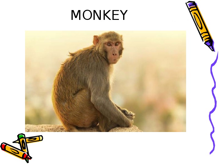 План по литературе 3 класс обезьянка. Обезьяна для презентации. Класс обезьян. At the Zoo 5 класс. Обезьяна класс на лю класс.