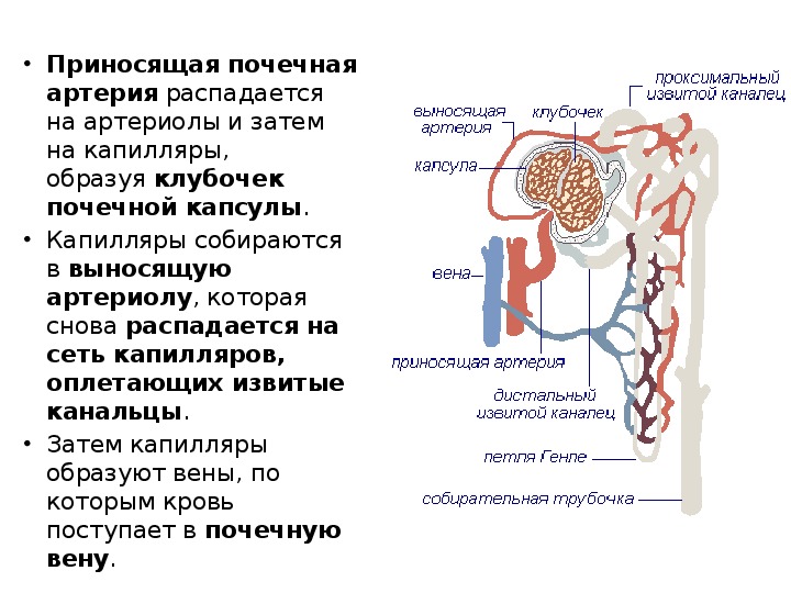 Почечные артерии и вены. Образование вторичной мочи происходит в. В почечные артерии поступают. Капилляры клубочка извитые канальцы. Поступает кровь в канальцы почки.