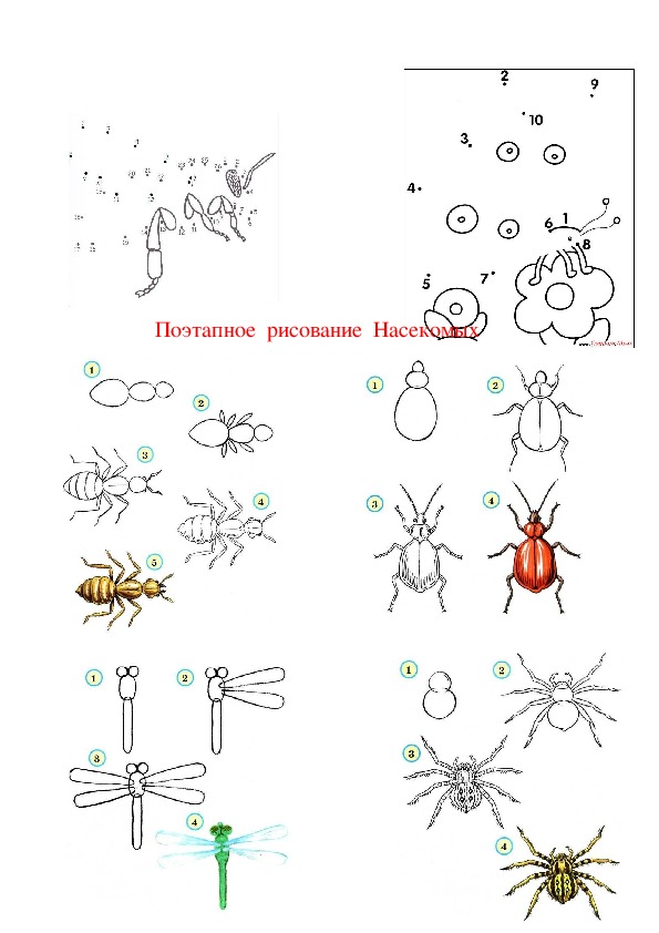 Насекомые учимся рисовать