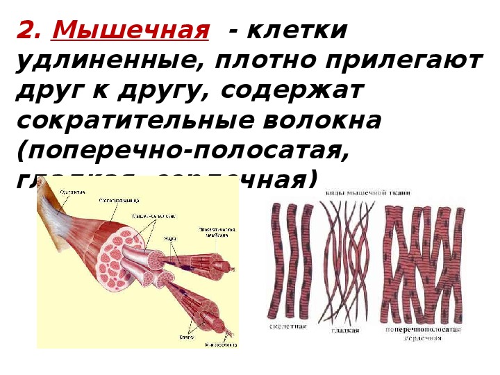 Мышечная ткань человека. Строение клетки гладкой мышечной ткани. Как выглядит клетка мышечной ткани.