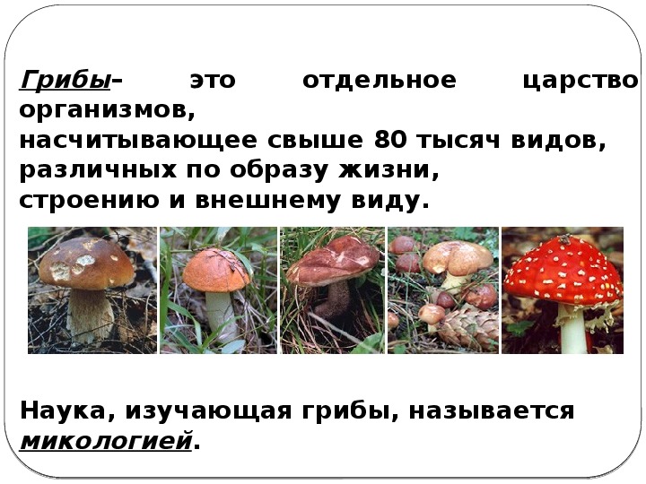 Класс биология грибы