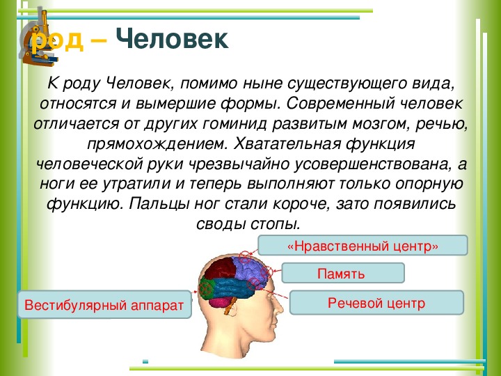 Принадлежать к роду. Человек относится к роду. Род человек признаки.