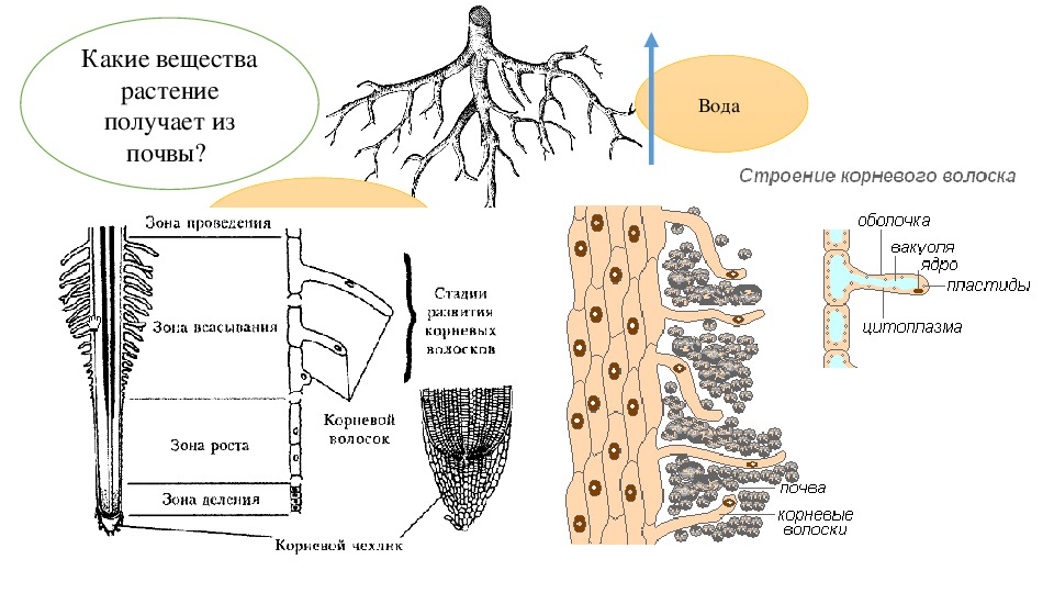 Процессы роста корня. Схема корневого питания. Минеральное и Корневое питание растений. Схема продвижения веществ поглощенныхкорневыми волосками. Поглощение корнями воды и Минеральных веществ.