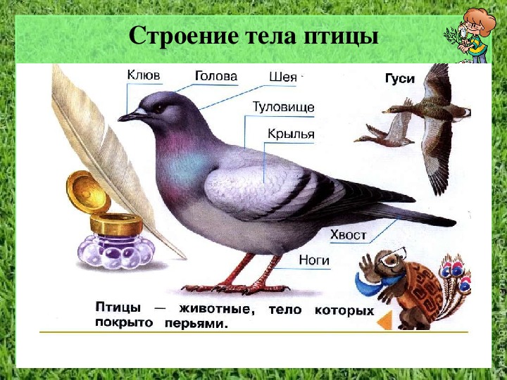 Окружающий мир презентация 1 класс кто такие птицы 1 класс