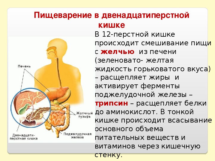 12 Перстная кишка вырабатывает ферменты. Пищеварительная система человека переваривание пищи. Процесс переваривания в 12 перстной кишки.