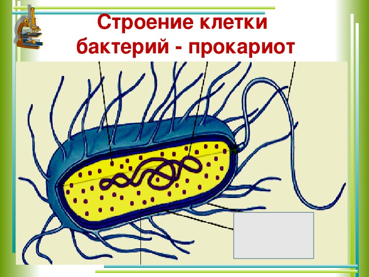Бактерии прокариоты 5 класс. Бактериальная клетка прокариот. Нарисовать строение бактериальной клетки. Зарисовать строение бактериальной клетки. Строение клетки прокариот бактерии.