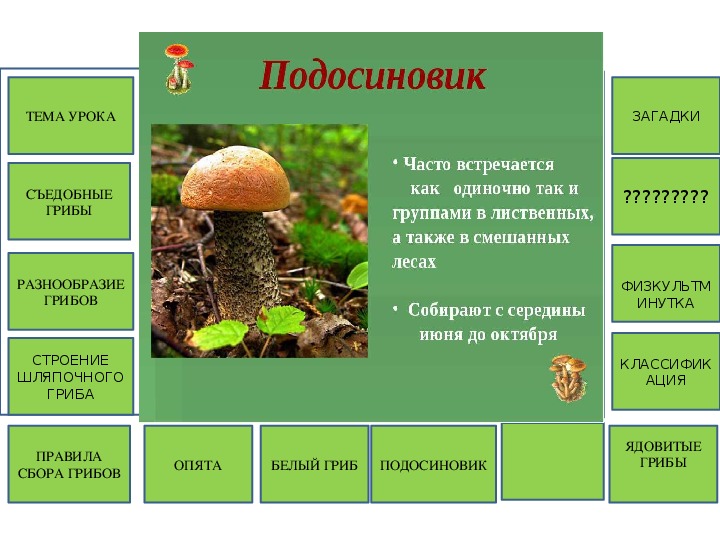 К какому веществу относятся грибы. Строение гриба подосиновика. Интерактивный плакат грибы. Особенности строения подосиновика.