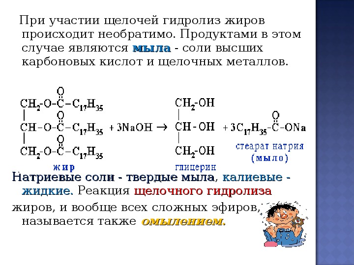 Приведите схему гидролиза белка