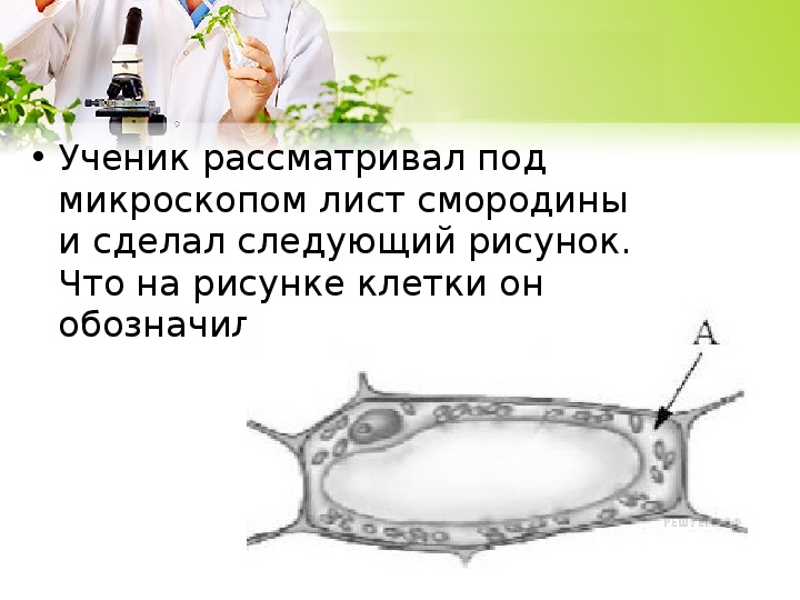 Ученик рассматривал под микроскопом лист смородины и сделал следующий рисунок что на рисунке