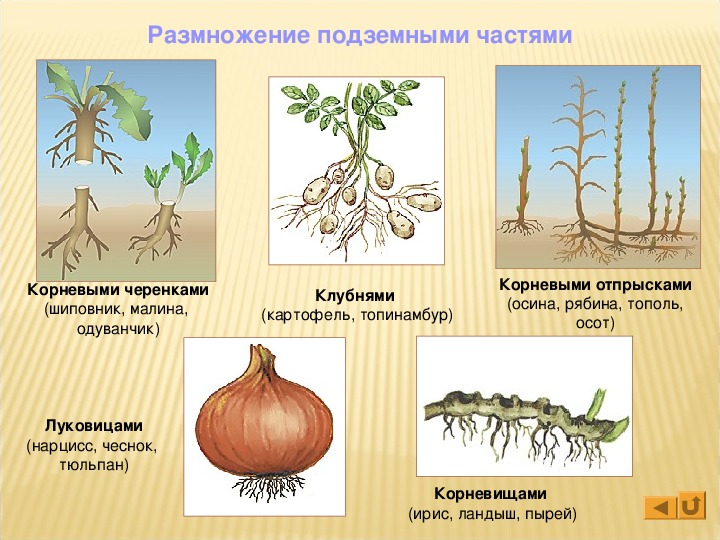 Как размножается одуванчик. Вегетативное размножение растений корневыми отпрысками. Вегетативное размножение корневыми черенками. Размножение растений корневыми отпрысками. Какие растения размножаются корневыми черенками.