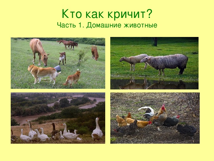 Кто как кричит? Учебная презентация.