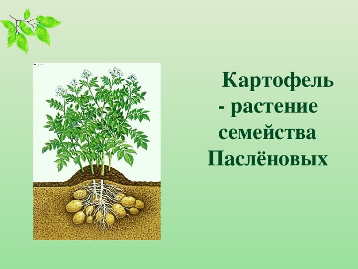 Придаточные корни образуются при окучивании картофеля. Агроприем окучивание картофеля. Окучивание растений. Окучивание это в биологии. Окучивание растений проводят для усиления роста.