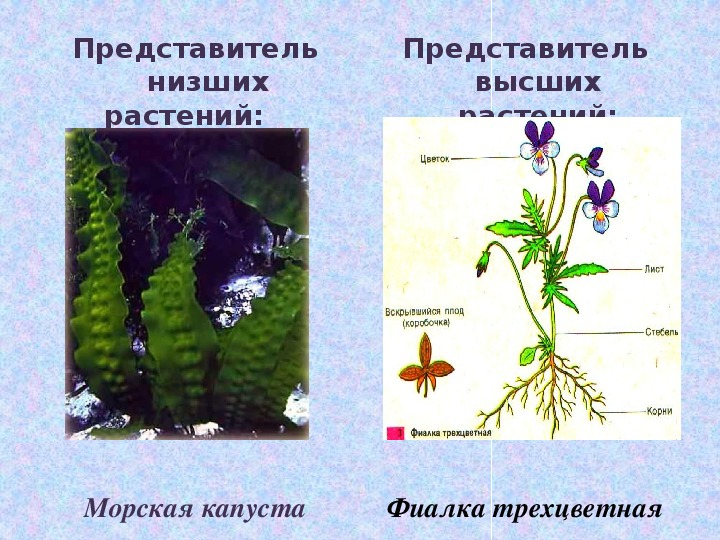 Известно что водоросли относятся к низшим растениям. Низшие растения. Представители низших и высших растений. Высшие и низшие растения. Представители высших растений.