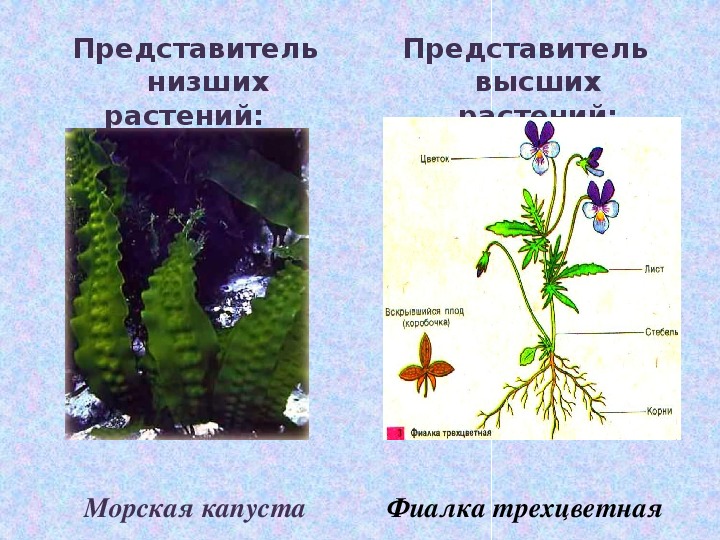 Тело высших растений. Представители низших и высших растений. Высшие и низшие растения. Представители низших растений. Представители высших растений.