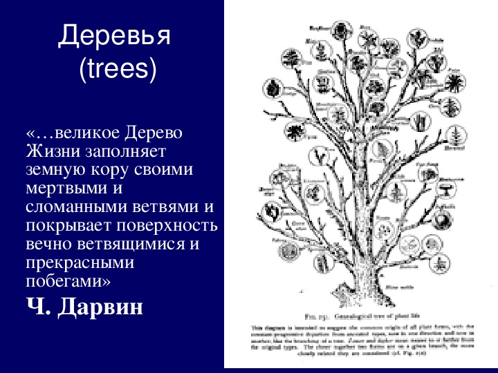 Презентация по английскому языку к уроку. Тема урока: Деревья (trees) (7 класс).