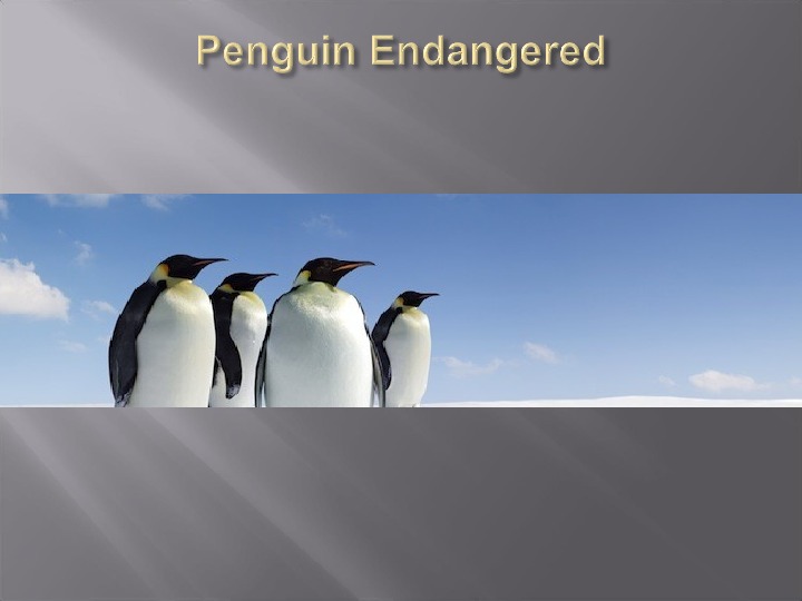 Презентация по английскому языку "The Emperor Penguin" (8-9 класс английский язык)