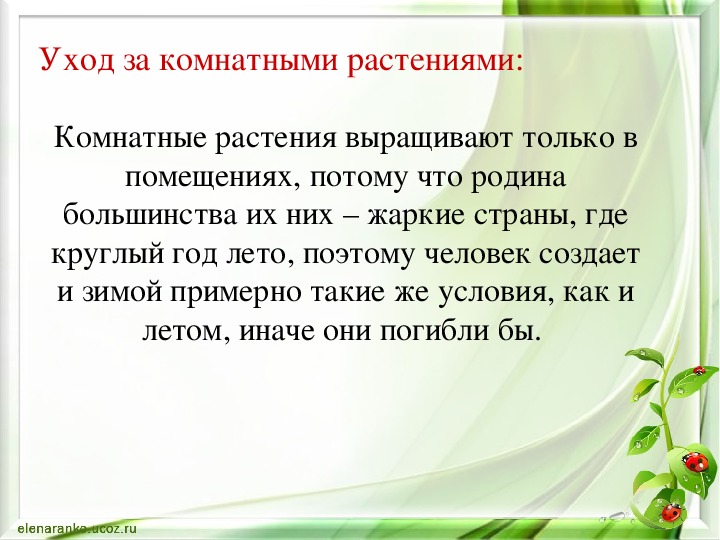 Практическая работа учимся ухаживать за комнатными