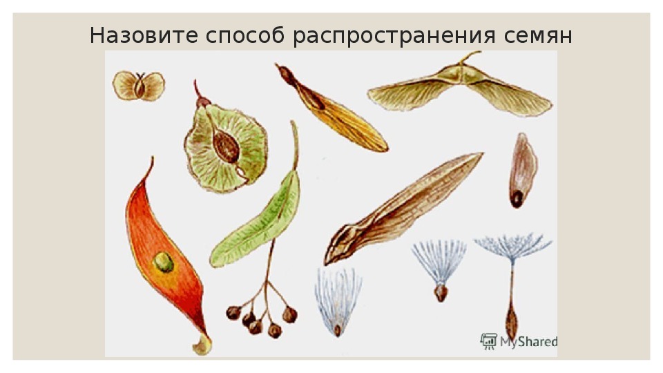 На рисунке изображены плоды которые распространяются различными способами рассмотри рисунок и ответь