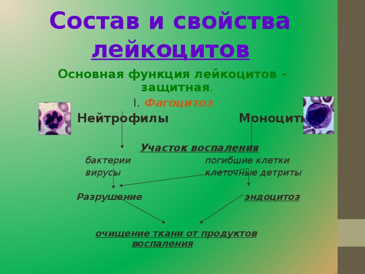 Для общего плана строения кроветворных органов не характерны признаки