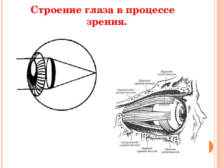 Нарисуйте строение. Процесс зрения. Схема процесса зрения. Процесс зрения человека. Черное в строения глаза.