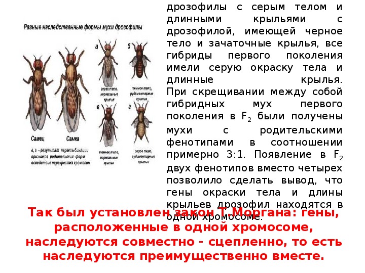 Окраска тела у дрозофилы. Генотип мухи дрозофилы. Разные наследственные формы мухи дрозофилы. Муха дрозофила строение. Муха дрозофила строение тела.