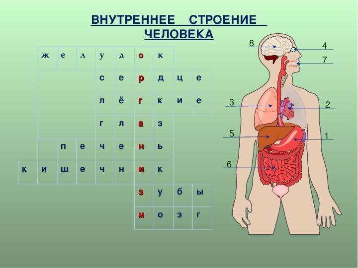 Органы человека 3 класс