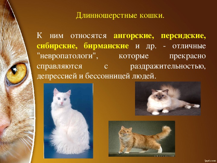 Учебно-исследовательская работа по литературе на тему: "Как кошки лечат людей?"
