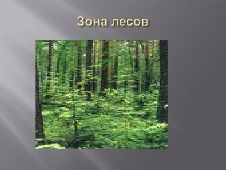 Презентация зона лесов 4 класс окружающий мир