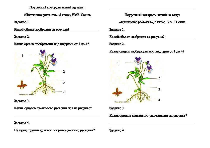 Поурочный контроль знаний на тему:  «Цветковые растения», 5 класс, УМК Сонин.