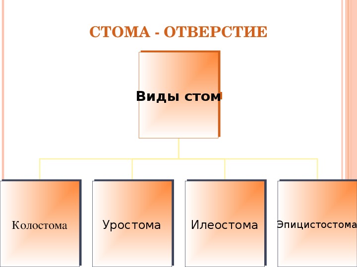 Особенности стом