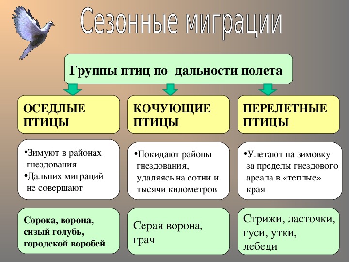 Презентация на тему группы птиц. Годовой жизненный цикл и сезонные явления в жизни птиц 7 класс кратко. Годовой жизненный цикл птиц 7 класс. Годовой жизненный цикл и сезонные явления в жизни птиц таблица. Сезонные явления в жизни птиц.