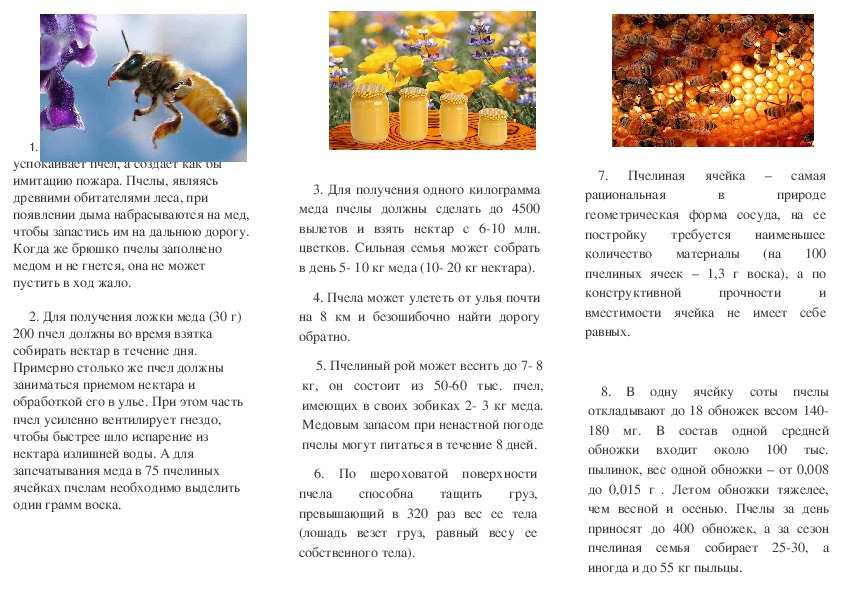 Текст про пчел. Буклет Пчеловодство.
