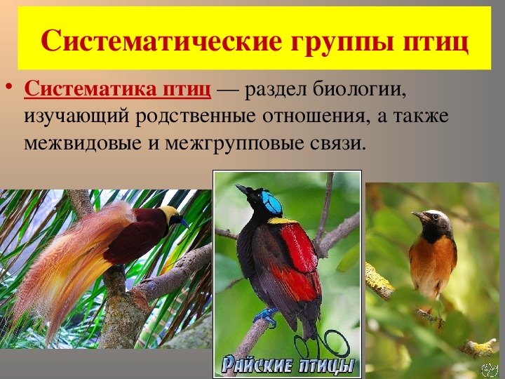 Экологические группы птиц 7 класс биология таблица. Систематические группы птиц. Систематические и экологические группы птиц. Систематические группы Пти. Систематически граппы птиц.