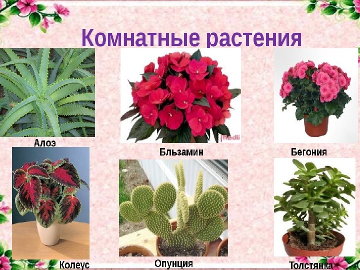Цветок на букву фото и название цветка