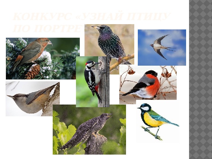 Презентация ко Дню  птиц «1 Апреля - Всемирный день птиц!»