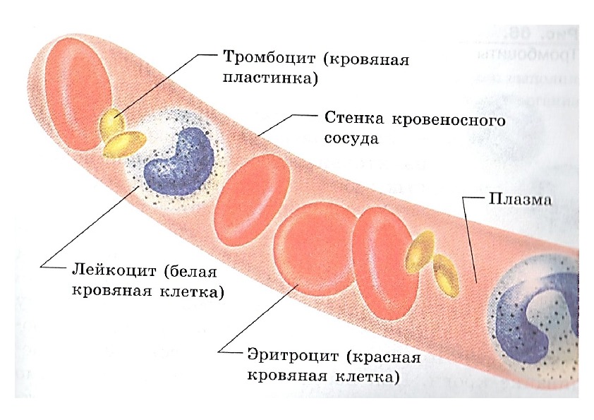 Из чего состоит рисунок. Состав плазмы крови схема. Состав крови человека схема. Состав крови анатомия. Состав крови рис 51.