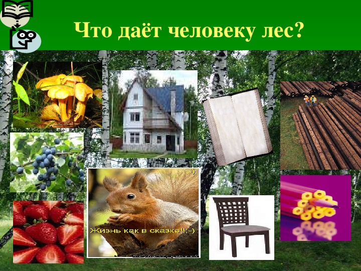 Какие лесные богатства использует человек. Что дает лес человеку. Богатства леса для человека. Польза леса. Богатства природы отданные людям лес.