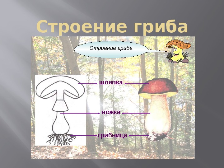 Шляпочный гриб и дерево. Гриб строение грибница шляпка ножка. Строение гриба 3 класс. В царстве грибов 3 класс строение гриба. Строение несъедобного гриба.