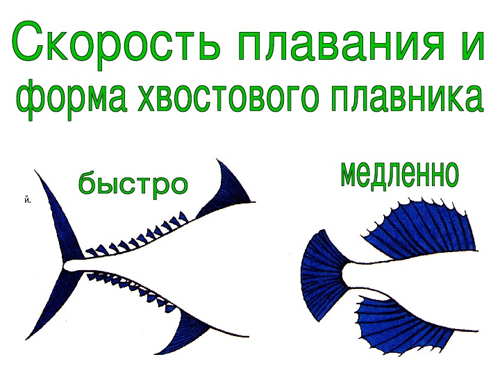 Рыбы презентация для детей. Рыба для презентации. Презентация рыбы 7 класс. Презентация по рыбам.