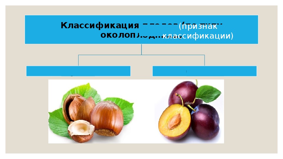 Плоды биология 6 класс. Плоды растений биология 6 класс. Классификация плодов и семян презентация 6 класс биология. Викторина по биологии 5 класса на тему плоды.