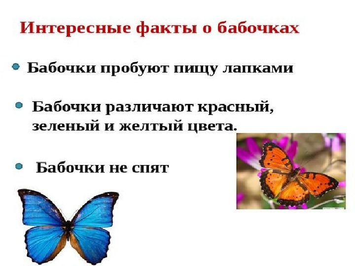 Сведения о бабочках 2 класс окружающий мир