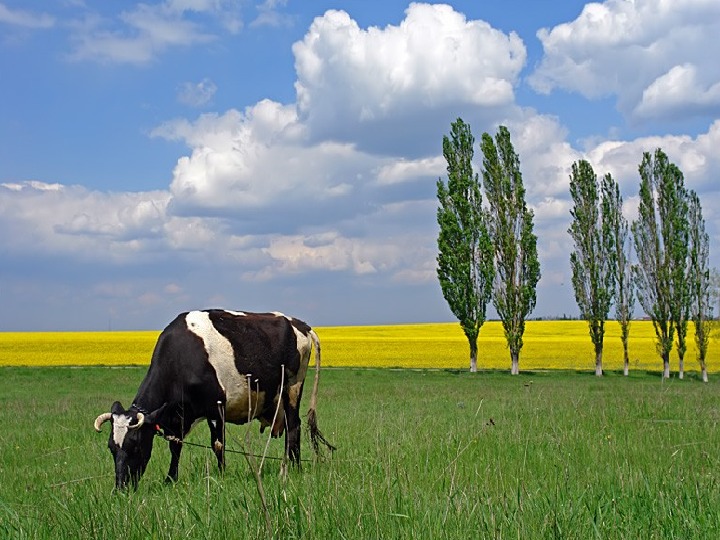 Родная сторона картинки