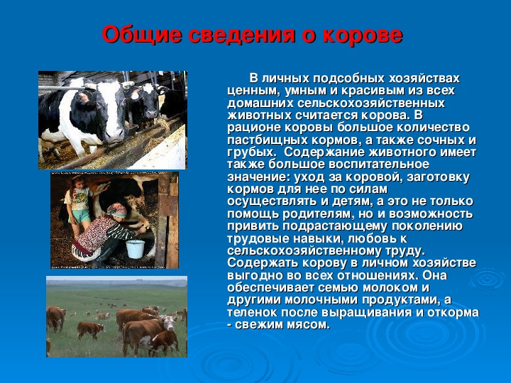 Корова доклад 3 класс окружающий мир. Доклад про корову. Сообщение о корове. Доклад на тему корова домашнее животное. Доклад на тему корова.